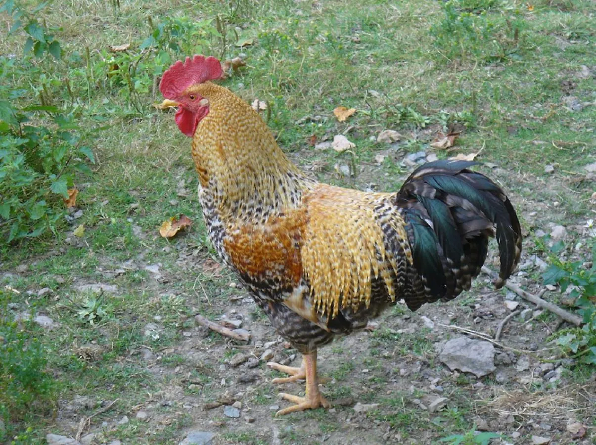 Bio Ferienhof Erzengel Berg  0*, Berg (Hof) Németország